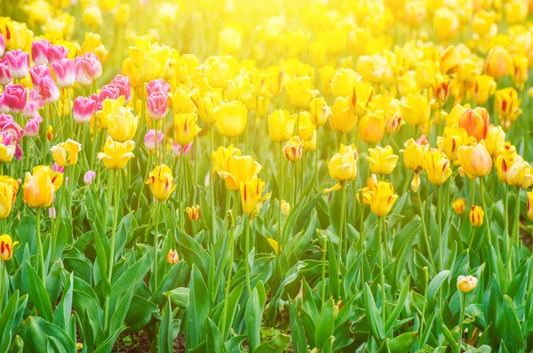 Veelkleurige tulpenbloemen — Stockfoto