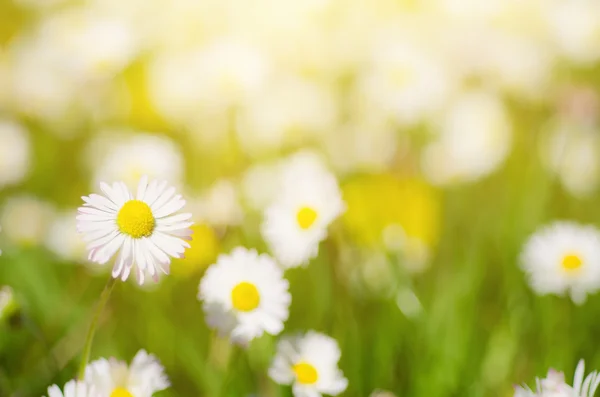 Wilde Kamillenblüten — Stockfoto