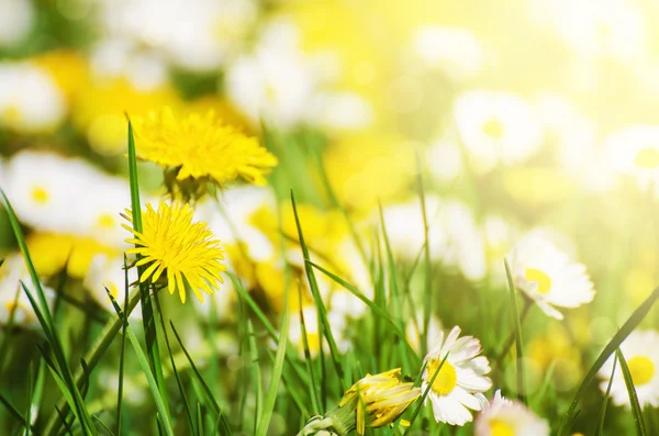 Spring flowers meadow — Stock Photo, Image