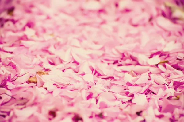 Sakura Blütenblätter Hintergrund — Stockfoto