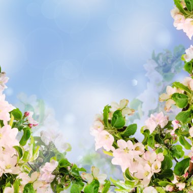 Apple çiçek arka plan