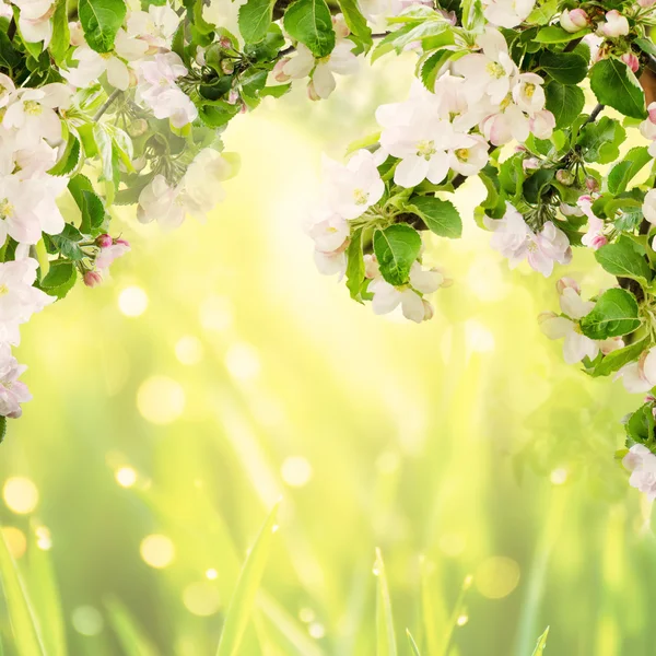 Apfel blumigen Hintergrund — Stockfoto