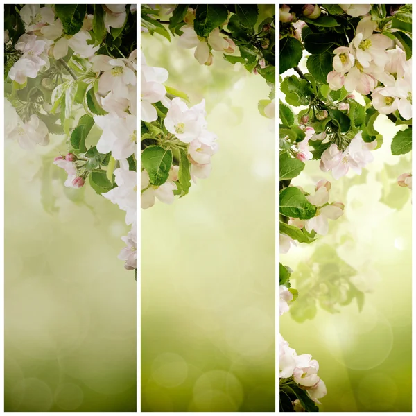 Fond floral pomme — Photo