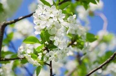 Kiraz bahar çiçekleri