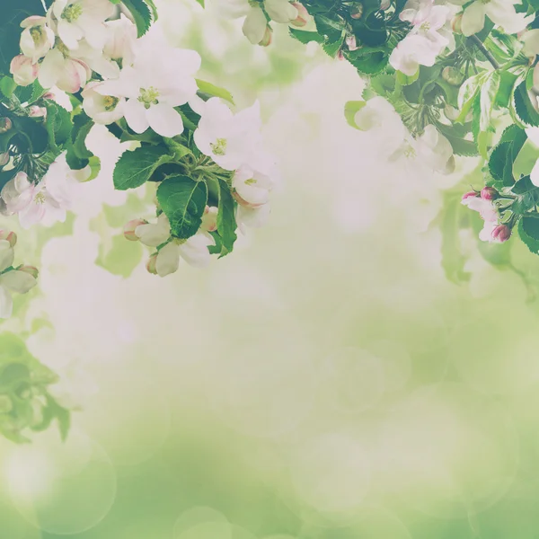 Apple floral φόντο — Φωτογραφία Αρχείου