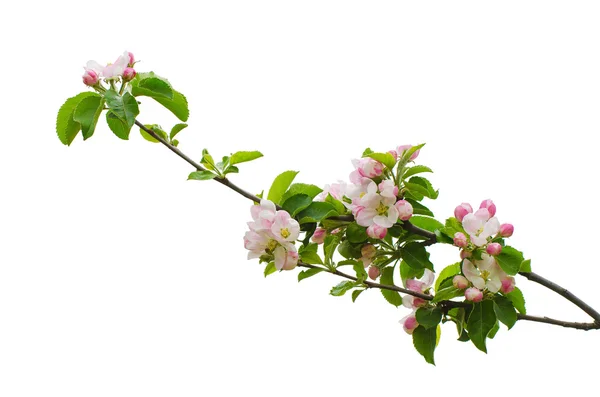 Яблочные цветы изолированы — стоковое фото