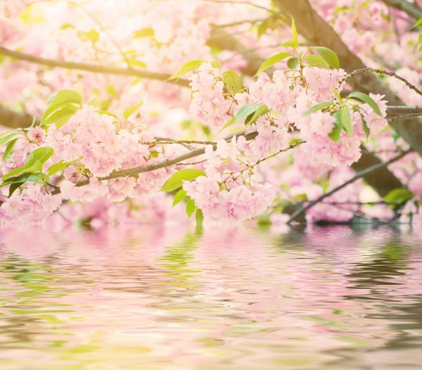 Sakura çiçekleri açıyor. — Stok fotoğraf