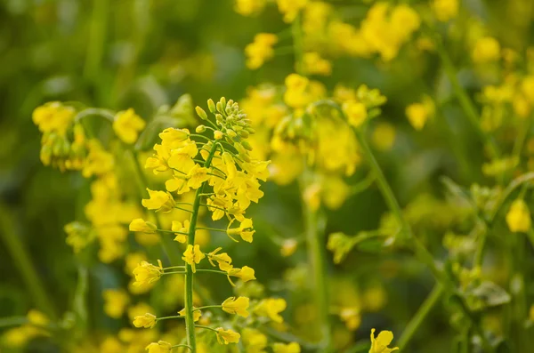 Rapeseed spring flowers — Stock Photo, Image