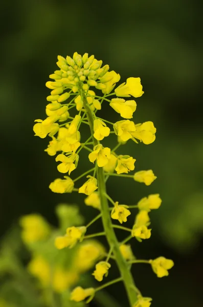 Rapeseed spring flowers — Stock Photo, Image