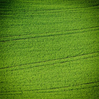 Yeşil çimen alanı arkaplanı