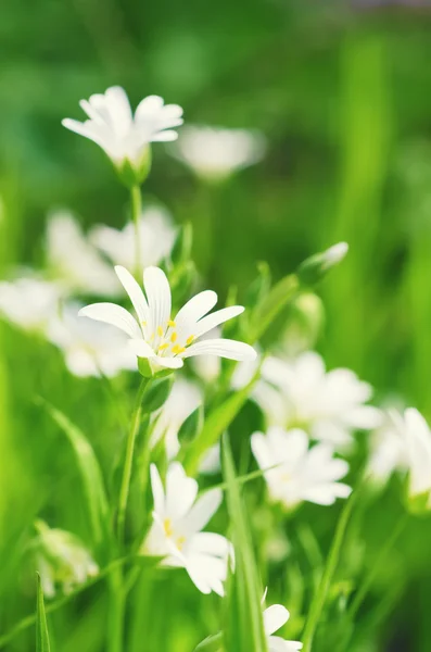 Fleurs blanches de printemps — Photo