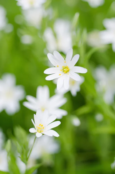 Fleurs blanches de printemps — Photo