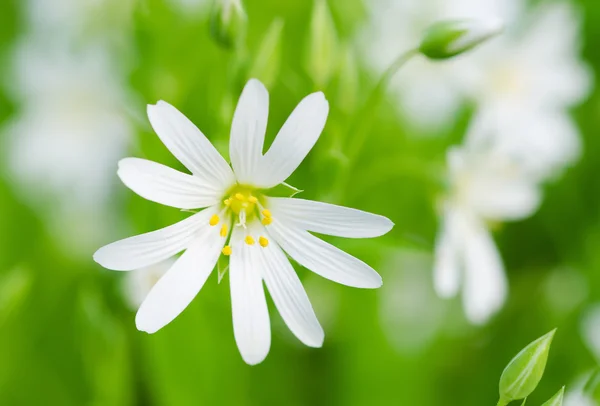 White spring flowers — Stock Photo, Image