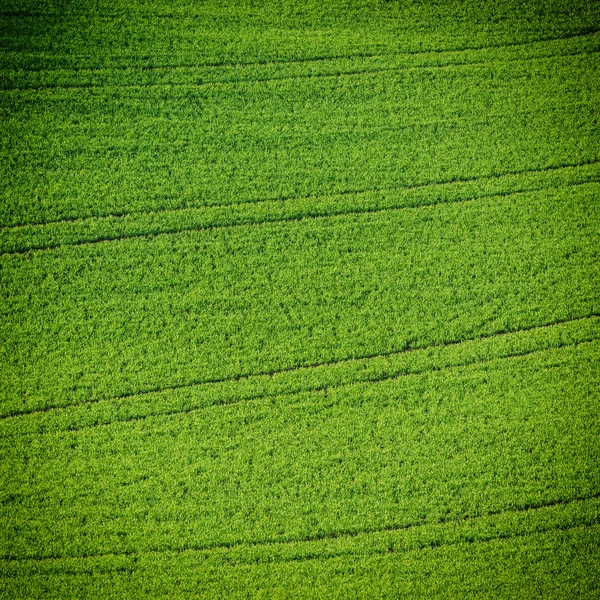 Green grass field background — Stock Photo, Image