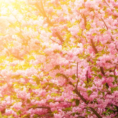 Sakura çiçekleri açıyor.