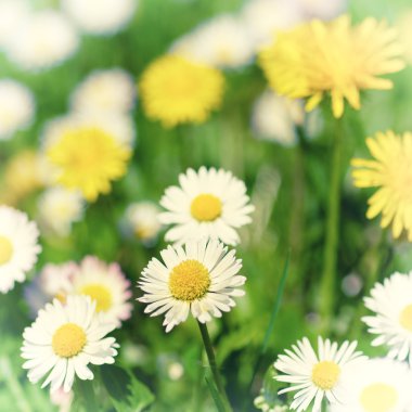 Bahar çiçek çayır