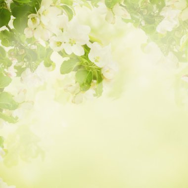 Apple çiçek arka plan