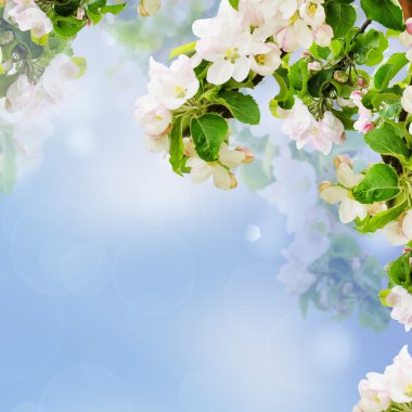 Apple çiçek arka plan