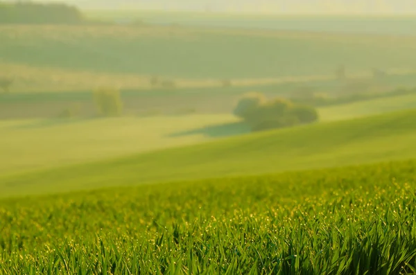 Fondo de campo de hierba verde — Foto de Stock