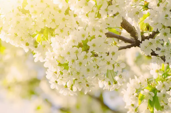 Cherry spring flowers — Stock Photo, Image