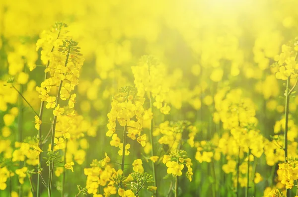 Rapeseed spring flowers — Stock Photo, Image