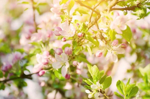 Apple tree flower — Stock Photo, Image