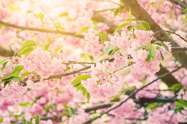 Fiori Sakura fioritura — Foto Stock