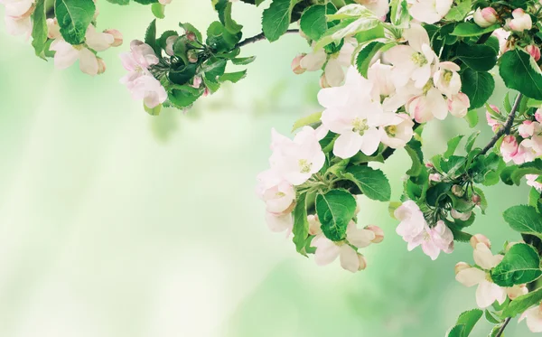 Apfel blumigen Hintergrund — Stockfoto