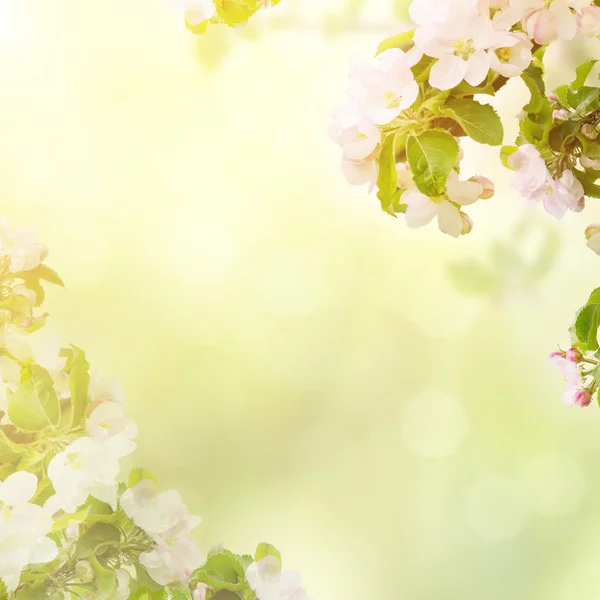 Apple floral bakgrund — Stockfoto