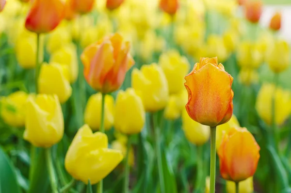 Gelbe und rote Blumen — Stockfoto