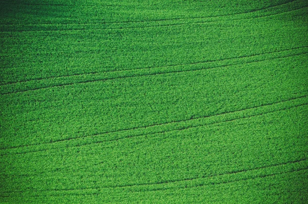 Πράσινο γρασίδι φόντο πεδίο — Φωτογραφία Αρχείου