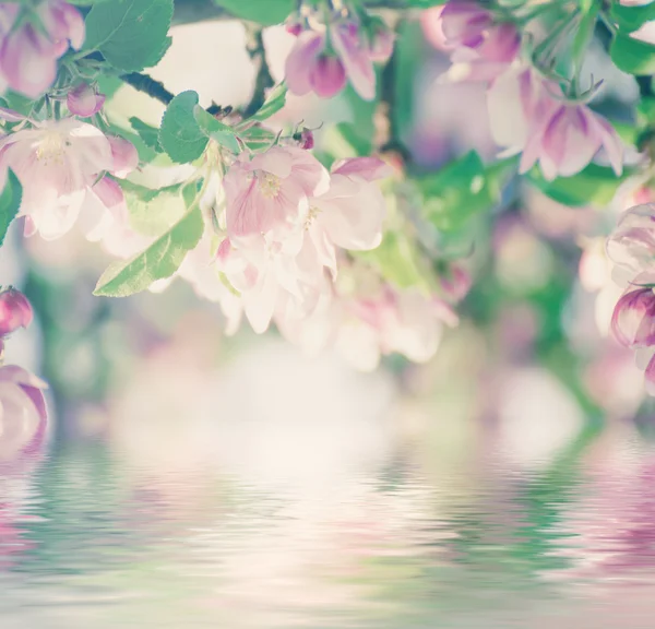 Apple tree flower — Stock Photo, Image