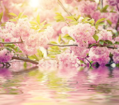 Sakura çiçekleri açıyor.
