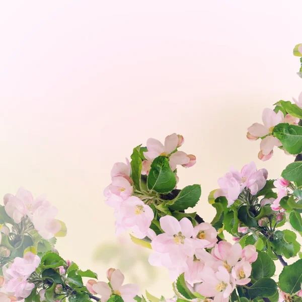 Apple çiçek arka plan