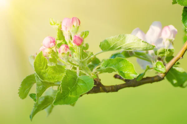 Apple tree flower — Stock Photo, Image