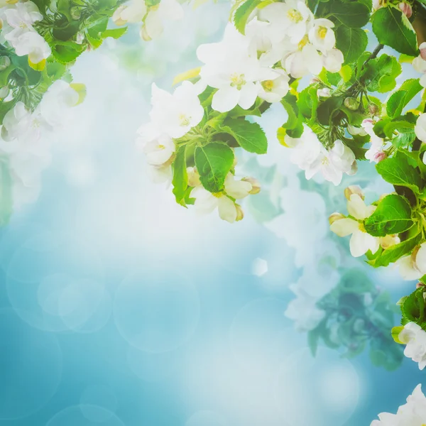 Fundo floral da Apple — Fotografia de Stock