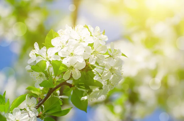 Cherry spring flowers — Stock Photo, Image