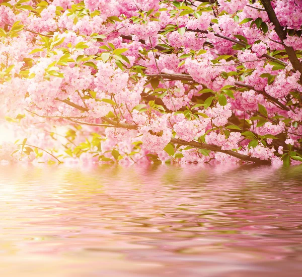 Sakura kwiaty kwitnące — Zdjęcie stockowe