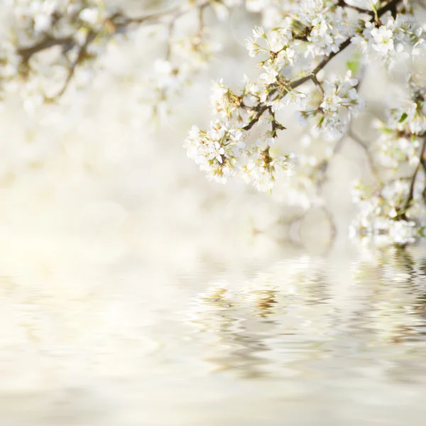 Pflaume Frühlingsblumen — Stockfoto