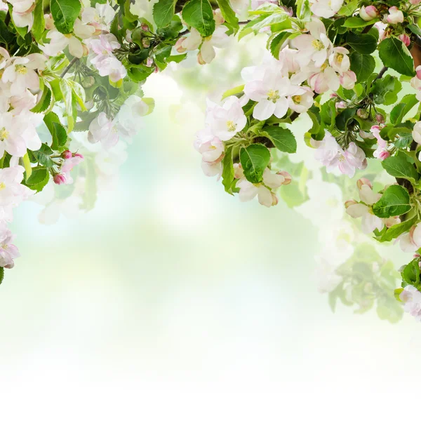 Apple çiçek arka plan