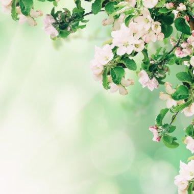 Apple çiçek arka plan