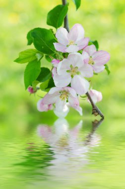 Elma ağacı çiçeği