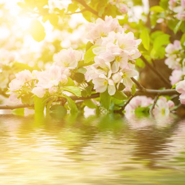 Elma ağacı çiçeği