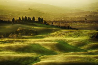 Wavy fields in Tuscany clipart