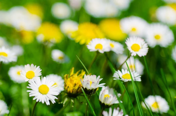 Wild camomile flowers — Stock Photo, Image