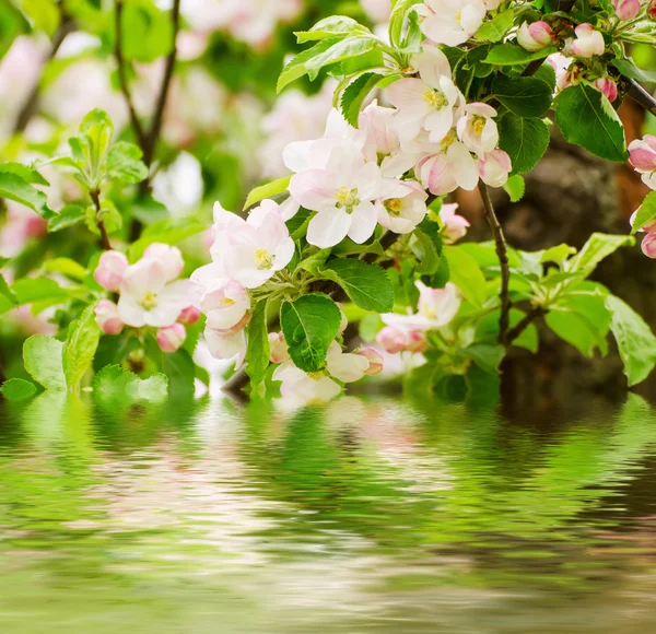 Fiore di melo — Foto Stock