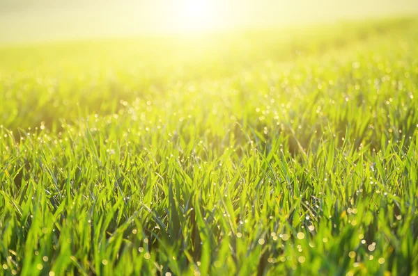 Fondo de campo de hierba verde — Foto de Stock