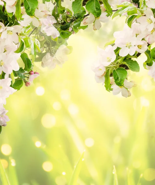 Apfel blumigen Hintergrund — Stockfoto