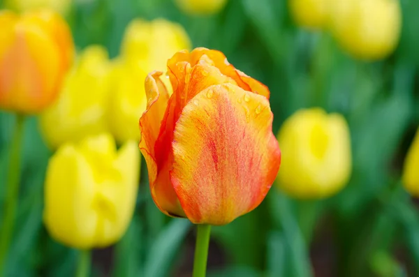 黄色と赤の花 — ストック写真