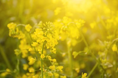 Kolza çiçeği.